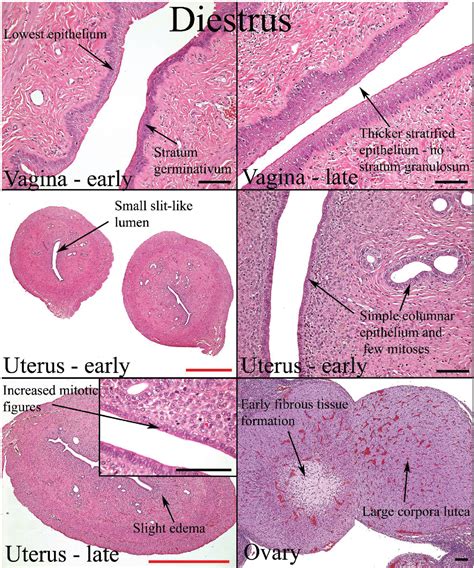 do rats masturbate|Female Rat Reproductive System .